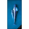 WILL & WIND BLUE WHALES TRAVEL TOWEL