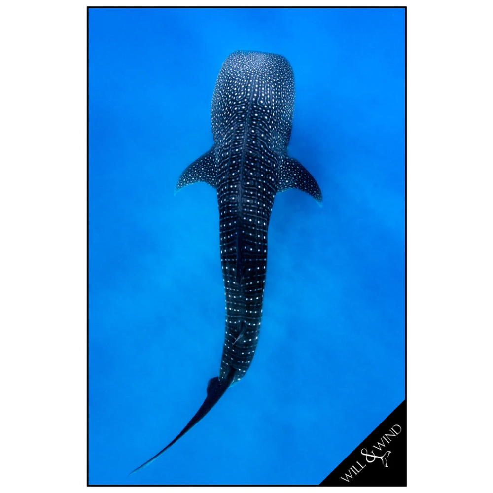 WILL & WIND WHALE SHARK MULTI TOWEL